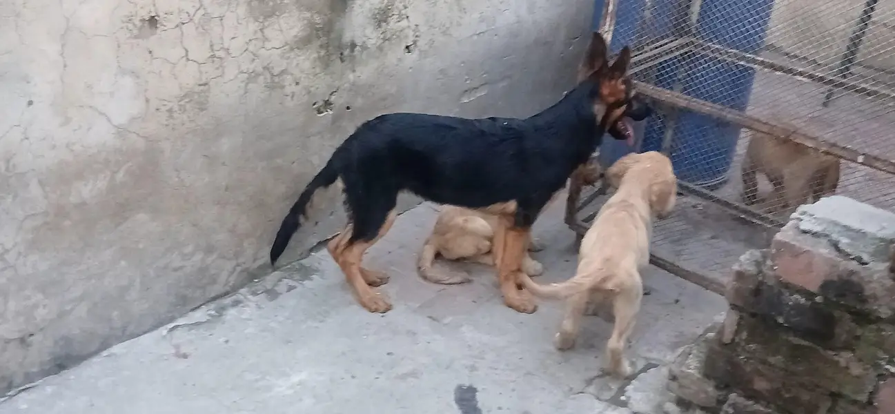 top notch stock coat females in good condition — photo 11