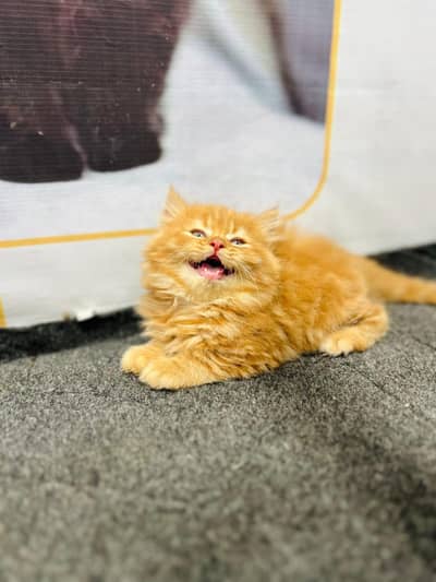Persian triple coated kittens for sale cash on delivery available hy