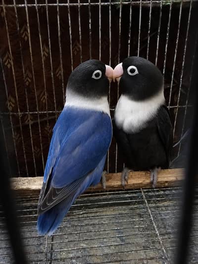lovebirds breeder pair
