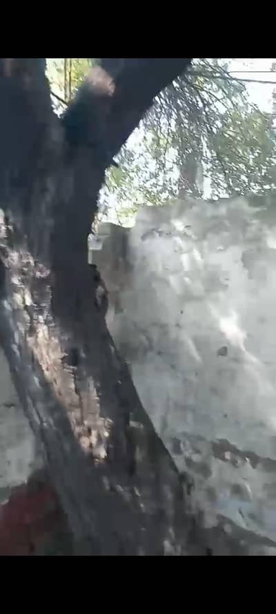 A tree for Bayri