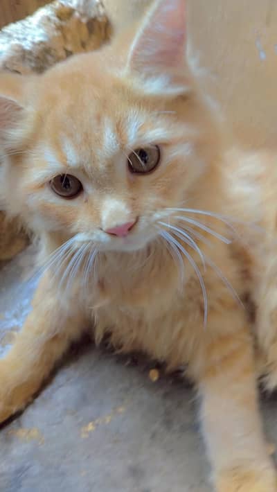 Persian kittens for sale