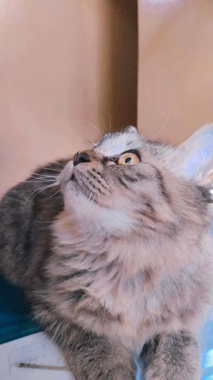 Persian kittens for sale — photo 2