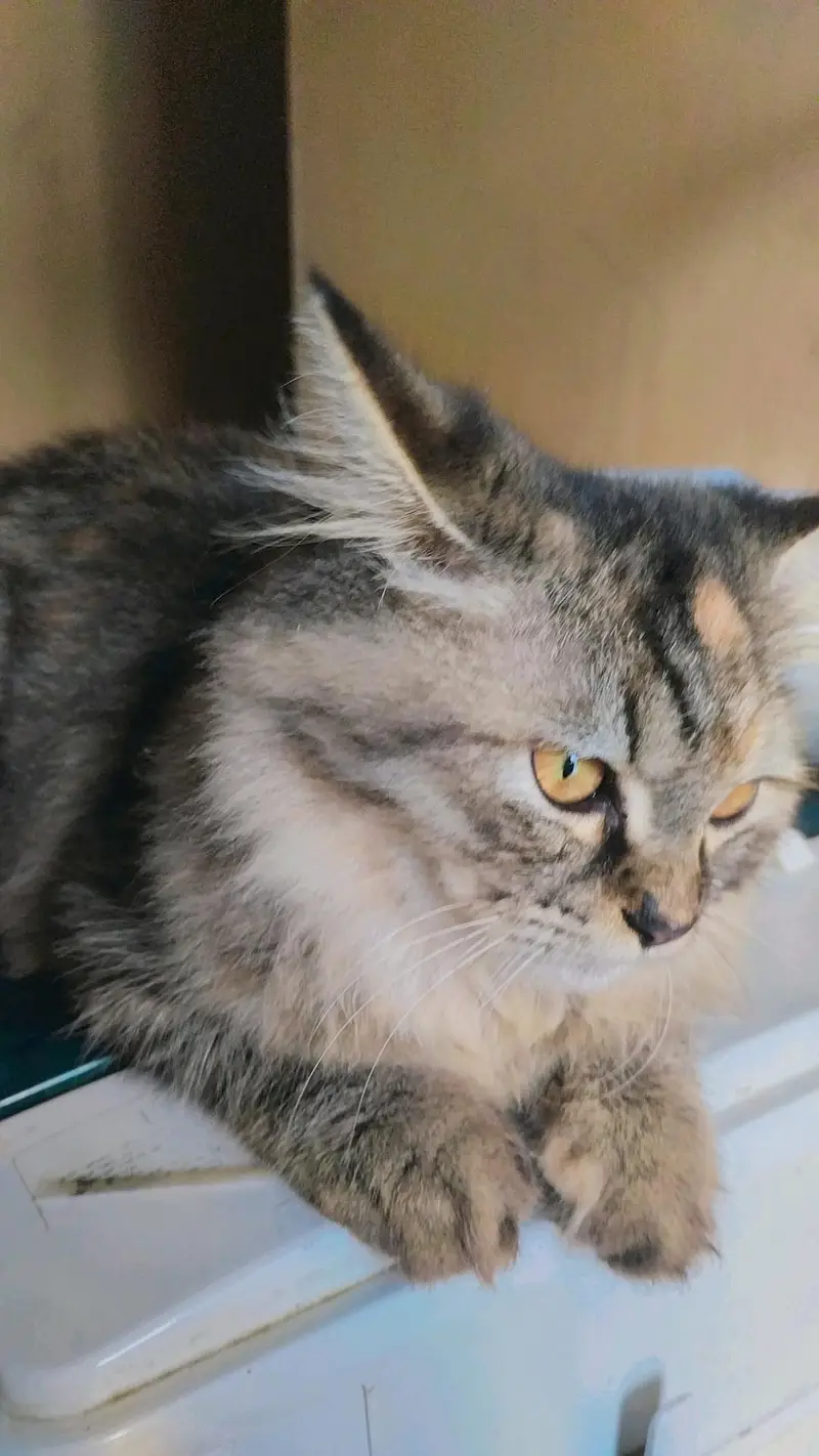 Persian kittens for sale — photo 3