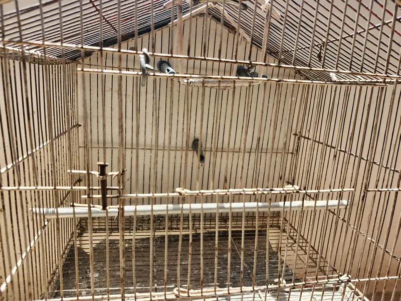 Birds Cage — photo 2