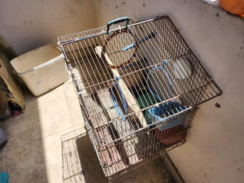 Birds Cage — photo 4