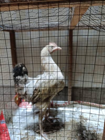 Healthy & Active [Golden Misri] Hens Pair For Sale - Home Raised
