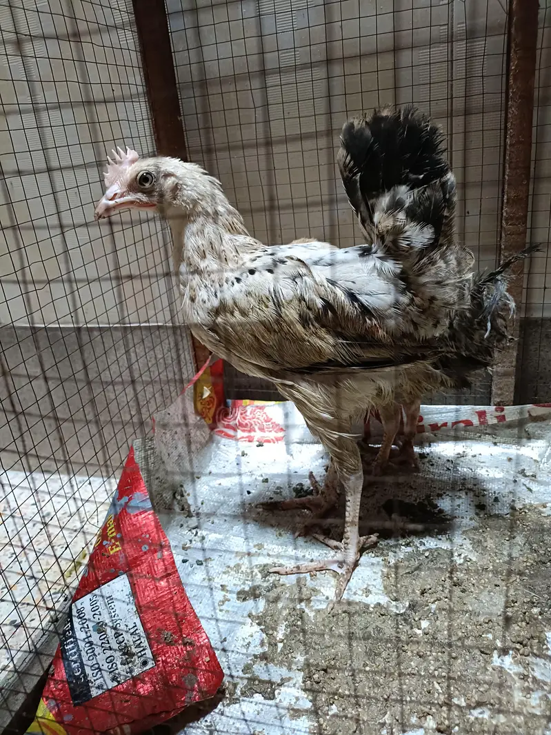 Healthy & Active [Golden Misri] Hens Pair For Sale - Home Raised — photo 2