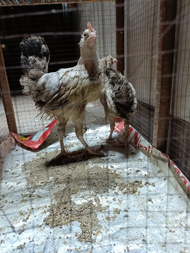 Healthy & Active [Golden Misri] Hens Pair For Sale - Home Raised — photo 3