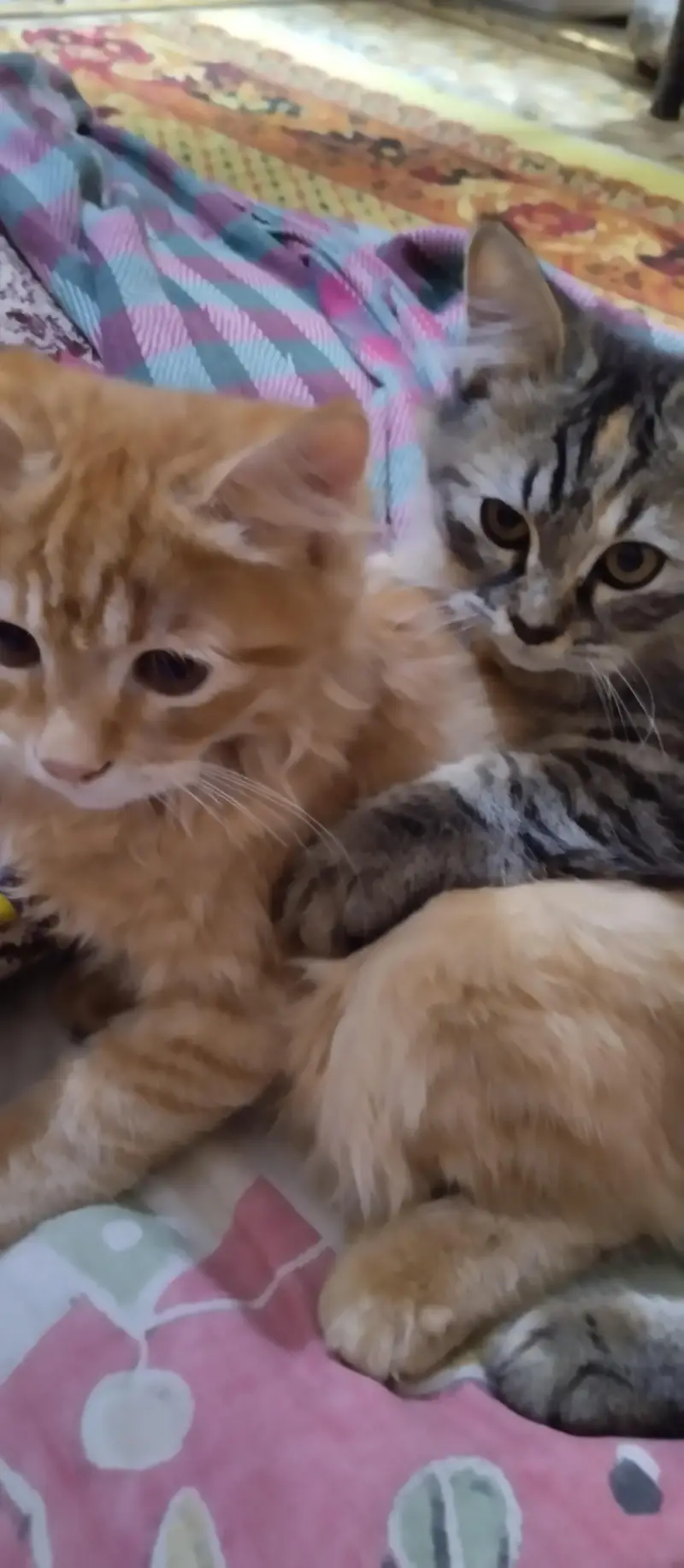 Persian kittens for sale — photo 4