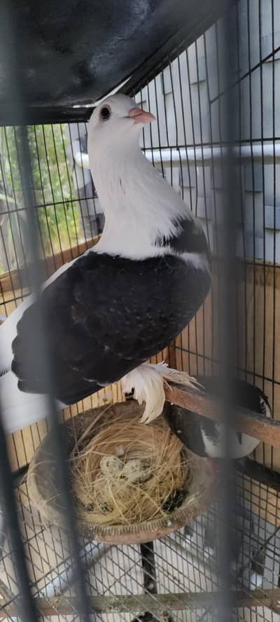 Sherazi Breeder Pair/Pigeon/Kabooter/Laka/Fantail