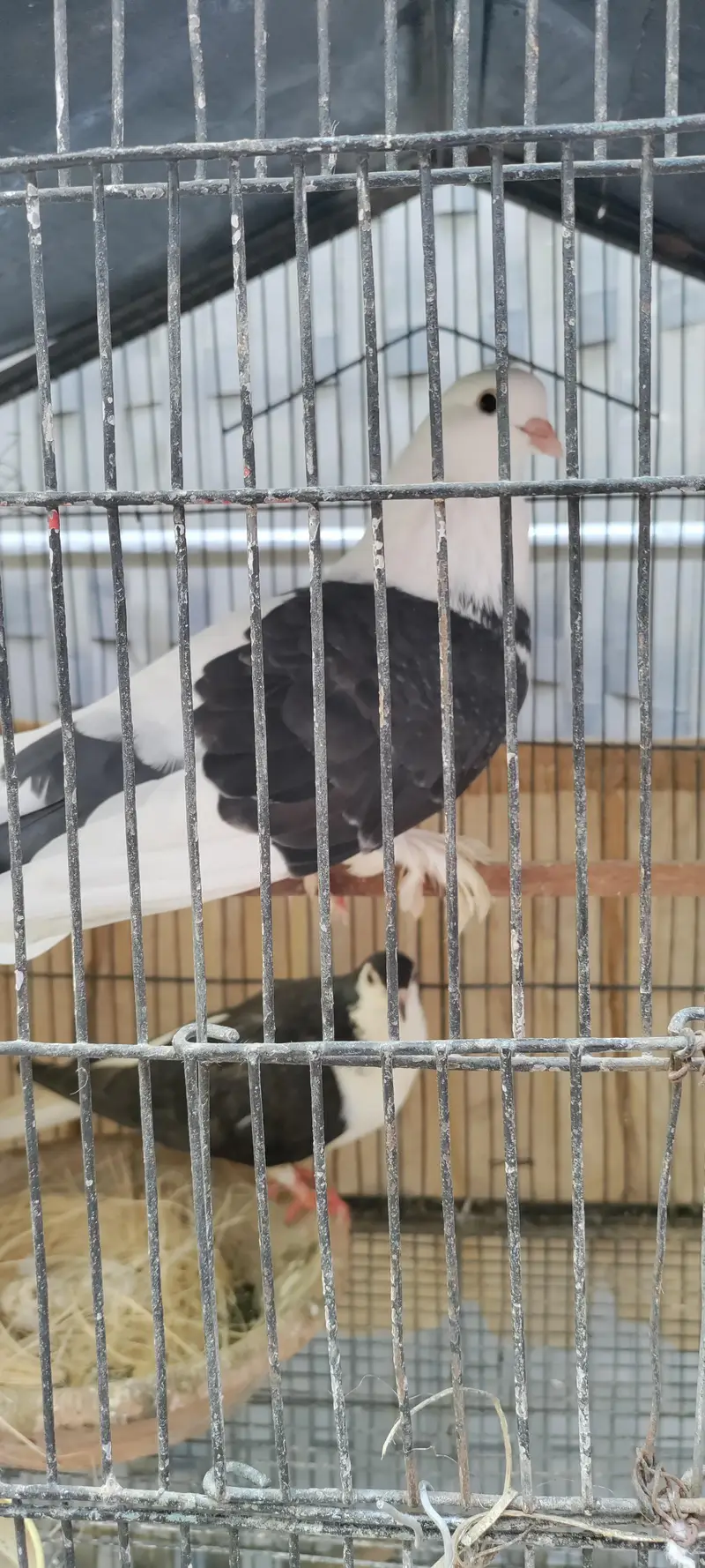 Sherazi Breeder Pair/Pigeon/Kabooter/Laka/Fantail — photo 2
