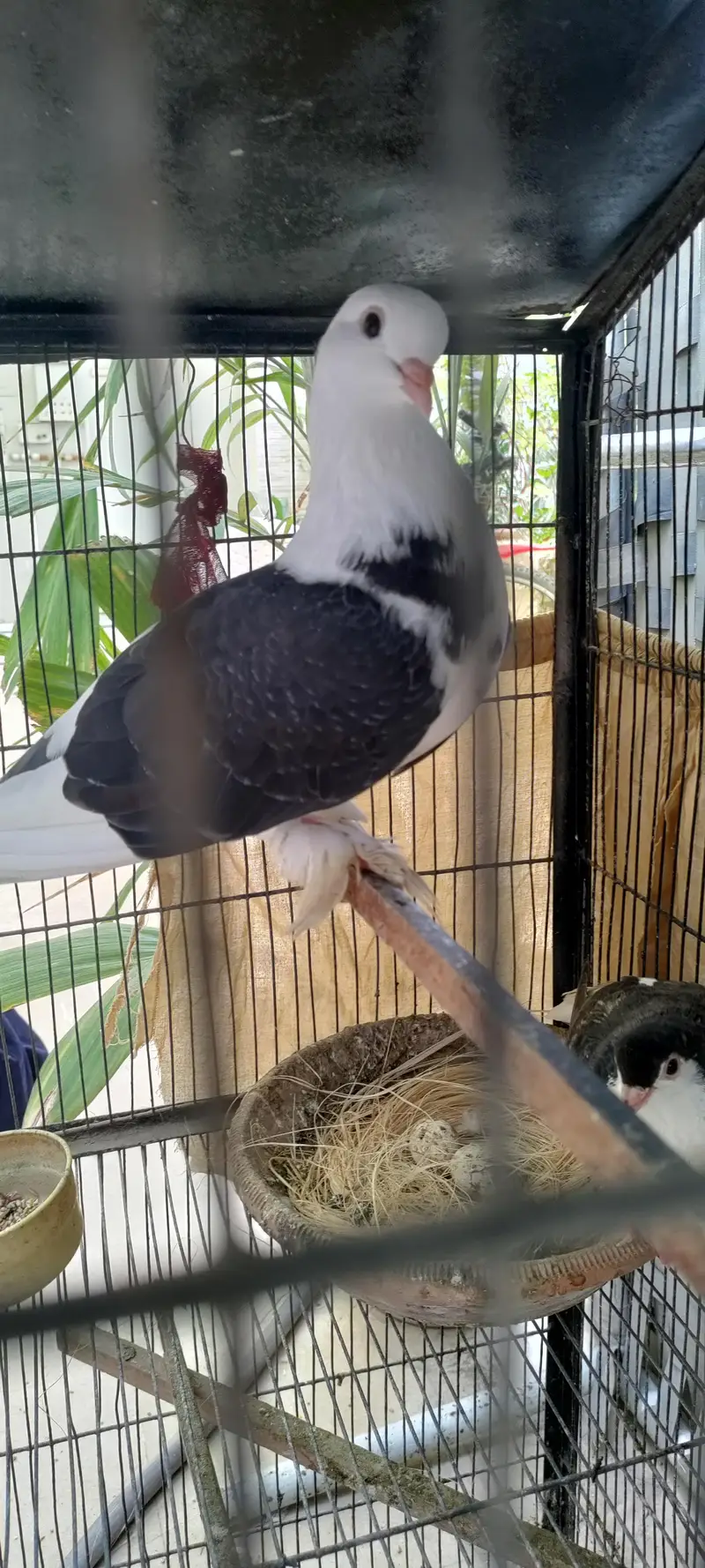 Sherazi Breeder Pair/Pigeon/Kabooter/Laka/Fantail — photo 3