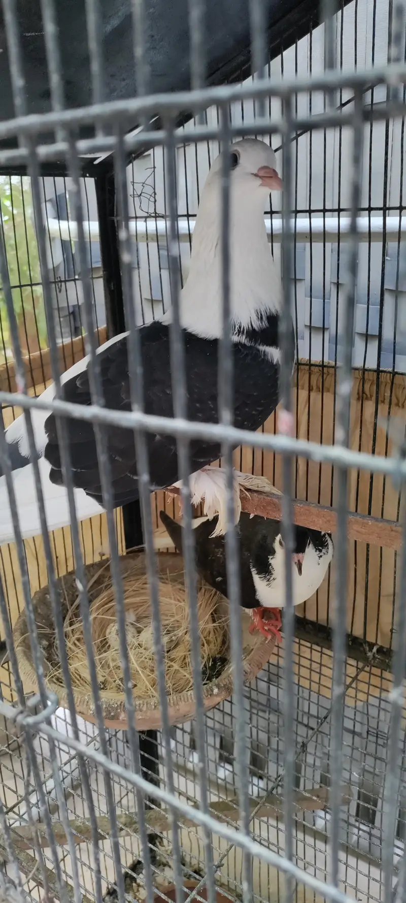 Sherazi Breeder Pair/Pigeon/Kabooter/Laka/Fantail — photo 4