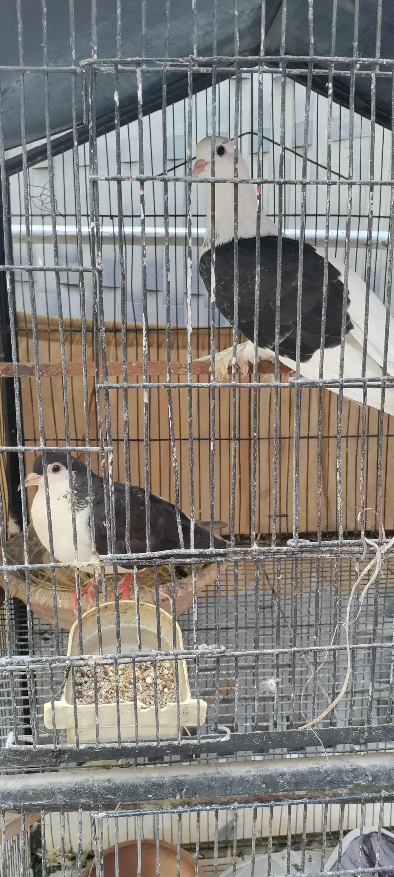 Sherazi Breeder Pair/Pigeon/Kabooter/Laka/Fantail — photo 5