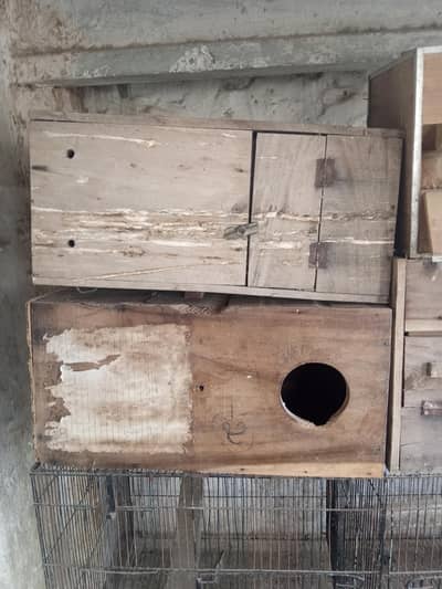 raw parrot breeding box for sale