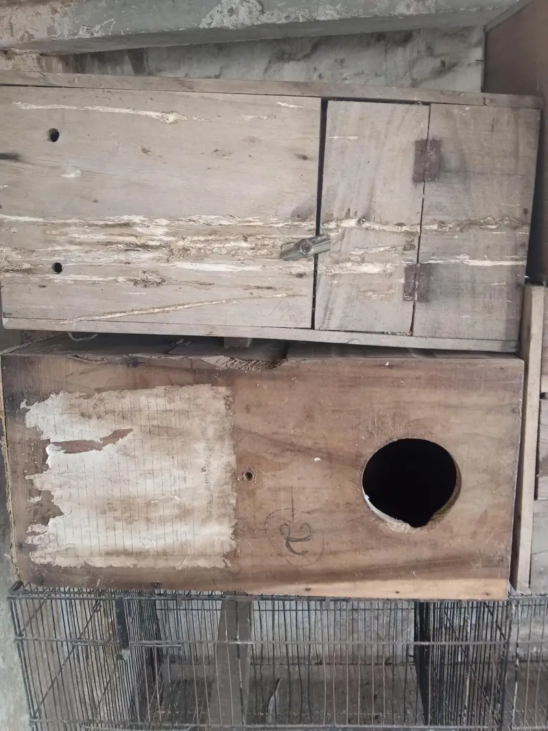 raw parrot breeding box for sale — photo 2