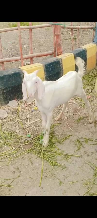 gulabi Bakra