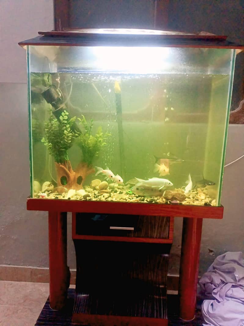 Complete Aquarium Setup with Stand, Filter, Light & Fish 0