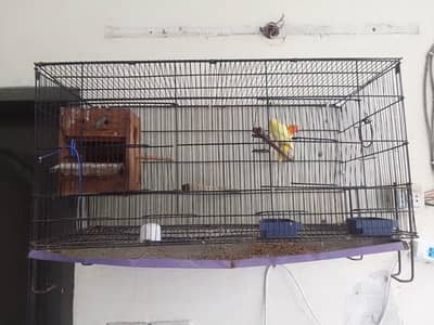 cages and love birds for sale number for Whatsapp +92 328 7010165