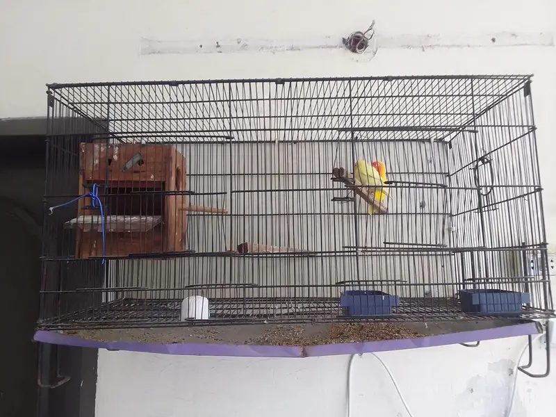 cages and love birds for sale number for Whatsapp +92 328 7010165 — photo 2