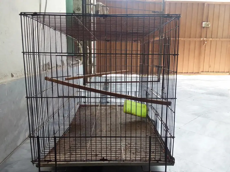cages and love birds for sale number for Whatsapp +92 328 7010165 — photo 4