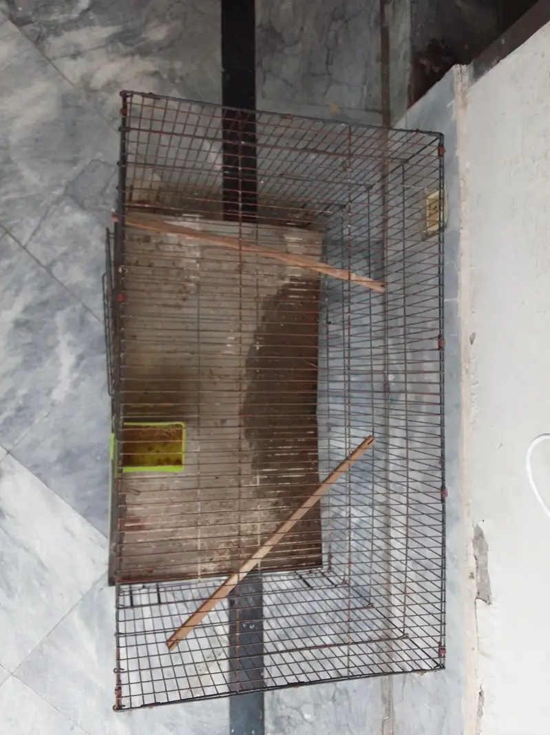 cages and love birds for sale number for Whatsapp +92 328 7010165 — photo 5