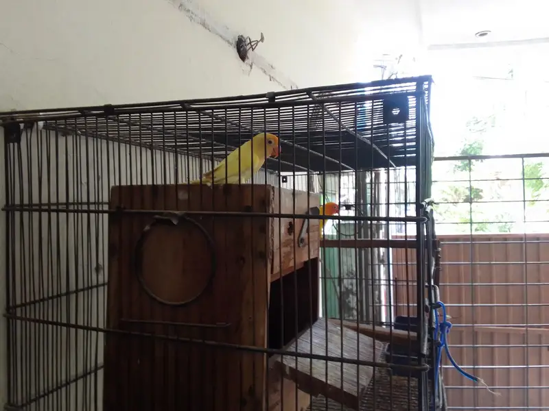 cages and love birds for sale number for Whatsapp +92 328 7010165 — photo 6