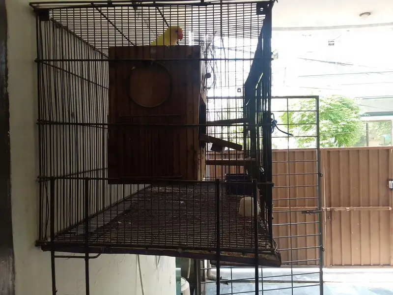 cages and love birds for sale number for Whatsapp +92 328 7010165 — photo 7