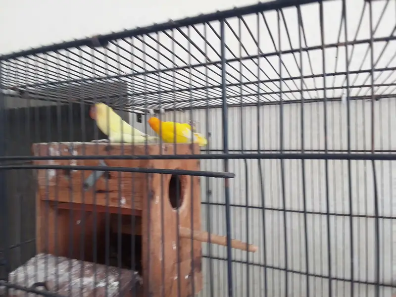 cages and love birds for sale number for Whatsapp +92 328 7010165 — photo 8