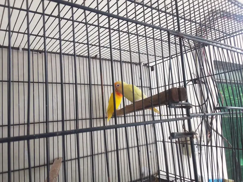 cages and love birds for sale number for Whatsapp +92 328 7010165 — photo 9
