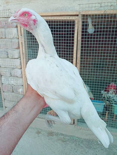 Heera Aseel high quality pair