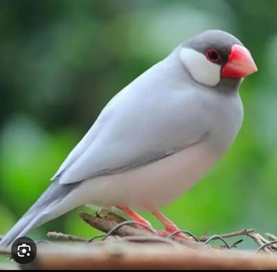 Silver java ready to breed pair