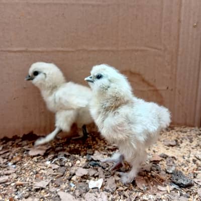 Silkie chicks