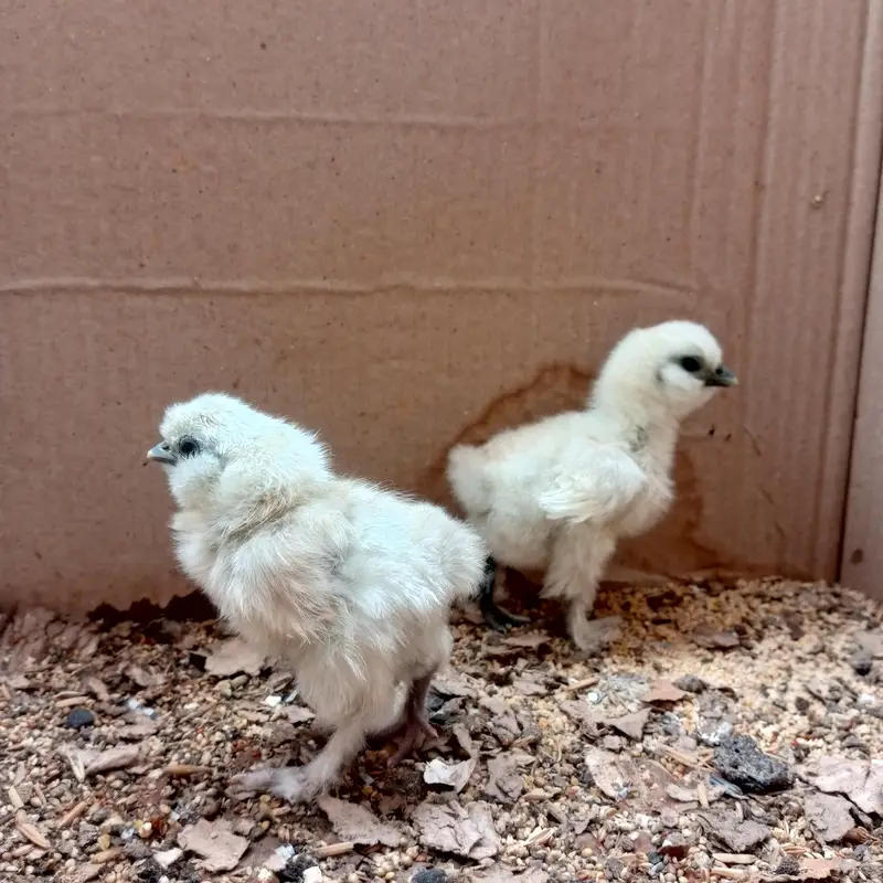 Silkie chicks — photo 2