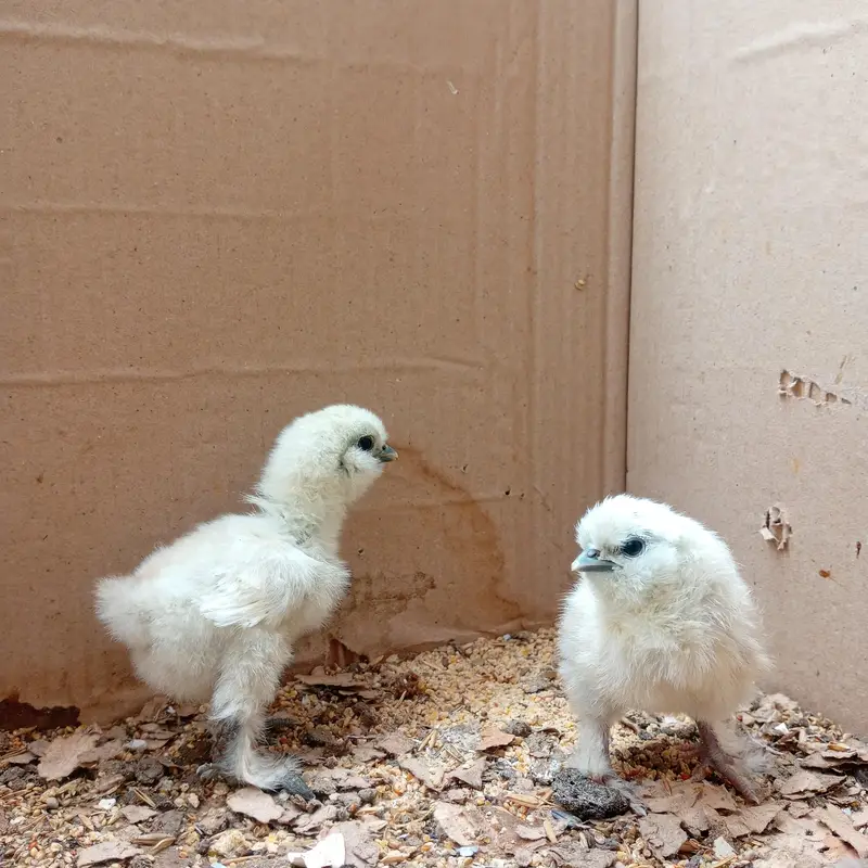 Silkie chicks — photo 3