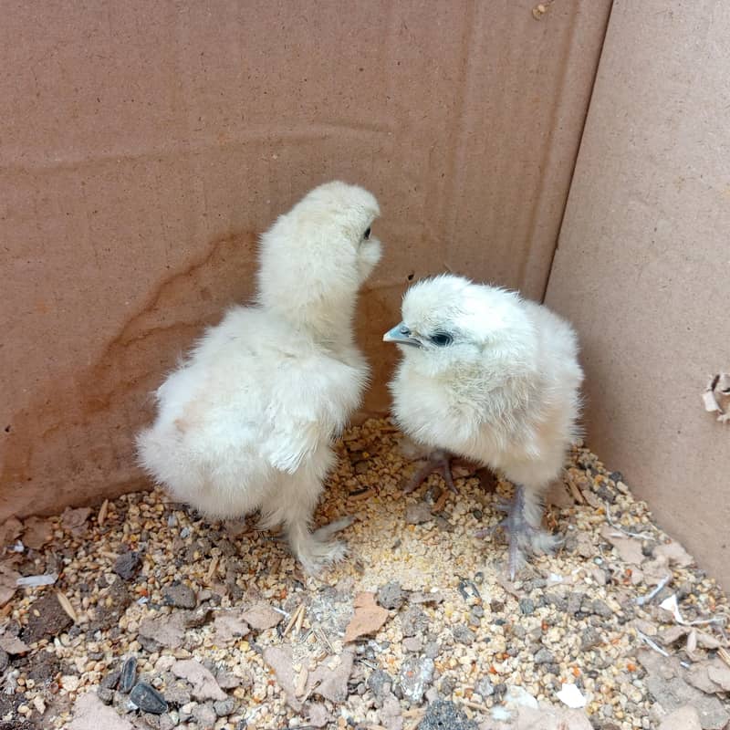 Silkie chicks 3