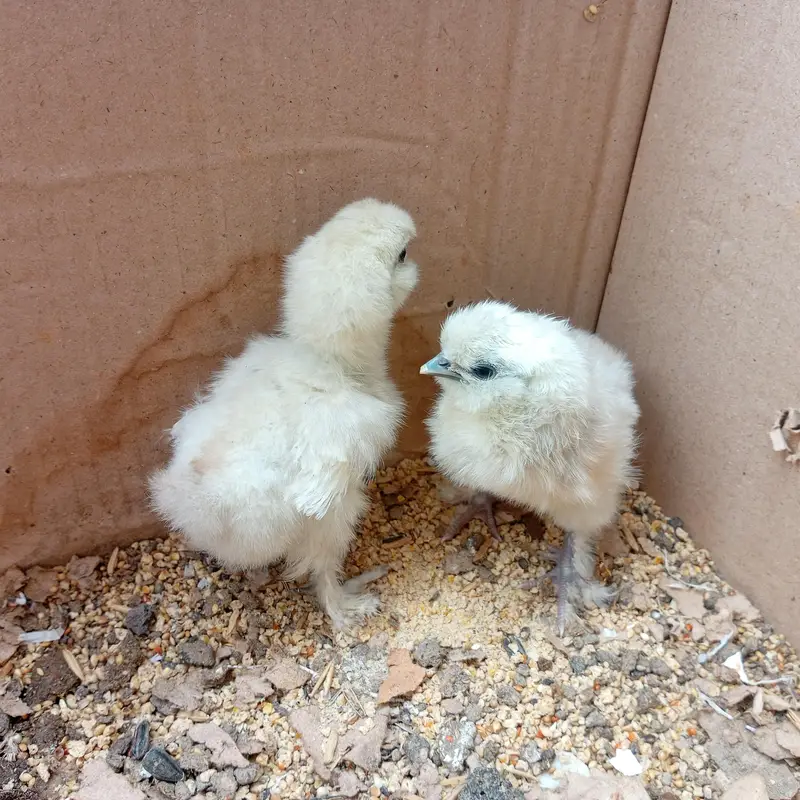 Silkie chicks — photo 4