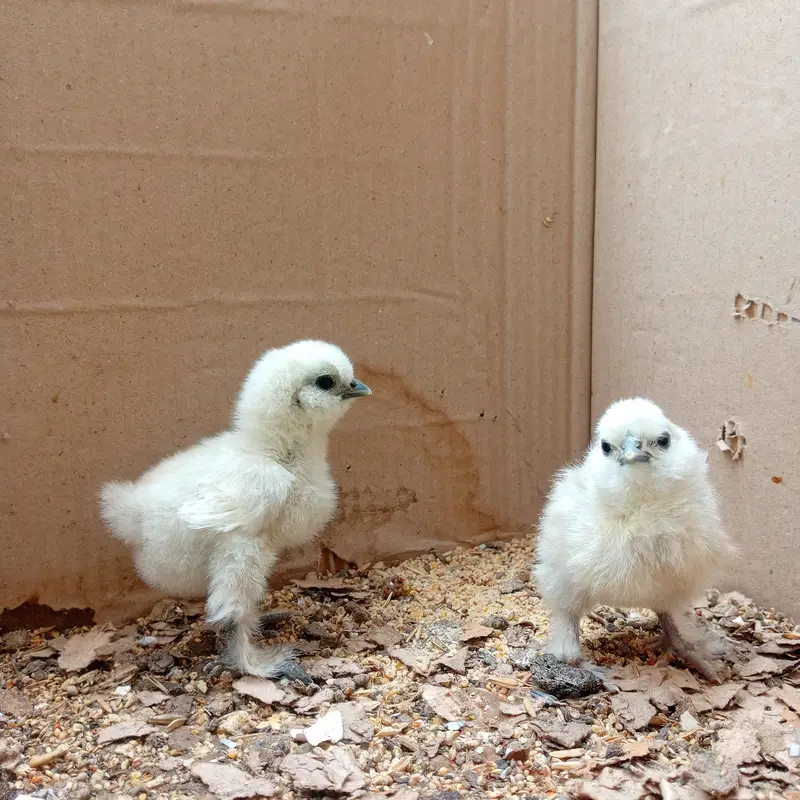 Silkie chicks — photo 5