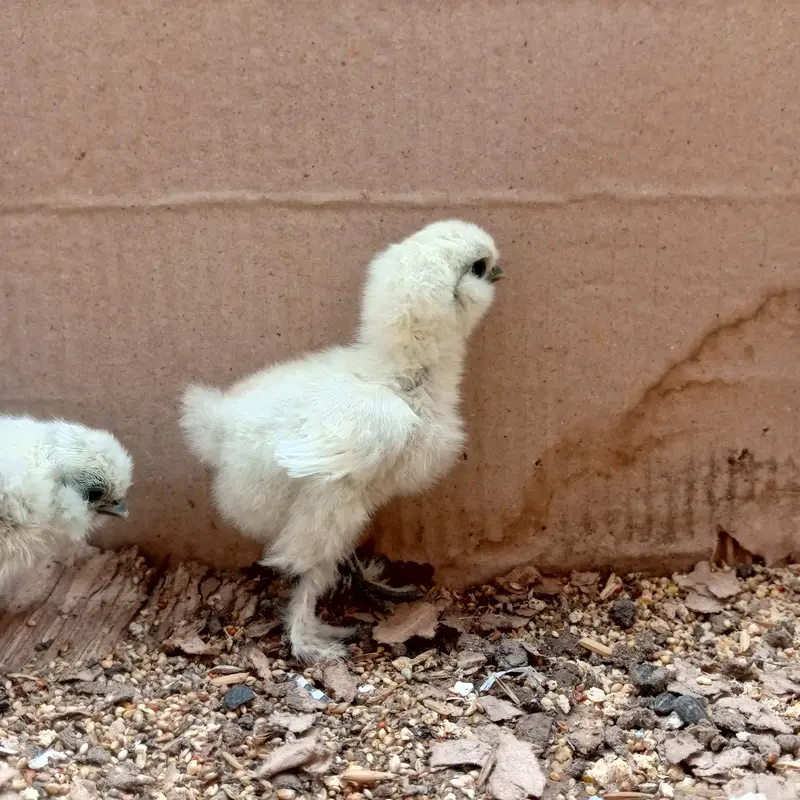 Silkie chicks — photo 6