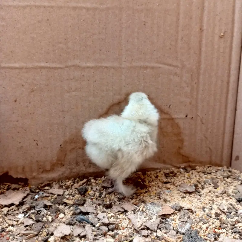 Silkie chicks — photo 7
