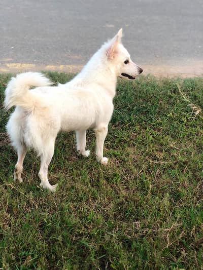indian Spitz for sale