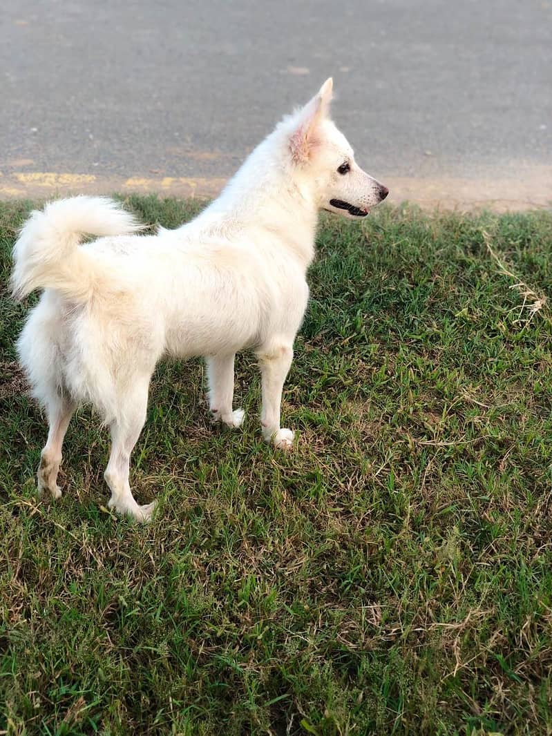 indian Spitz for sale 0
