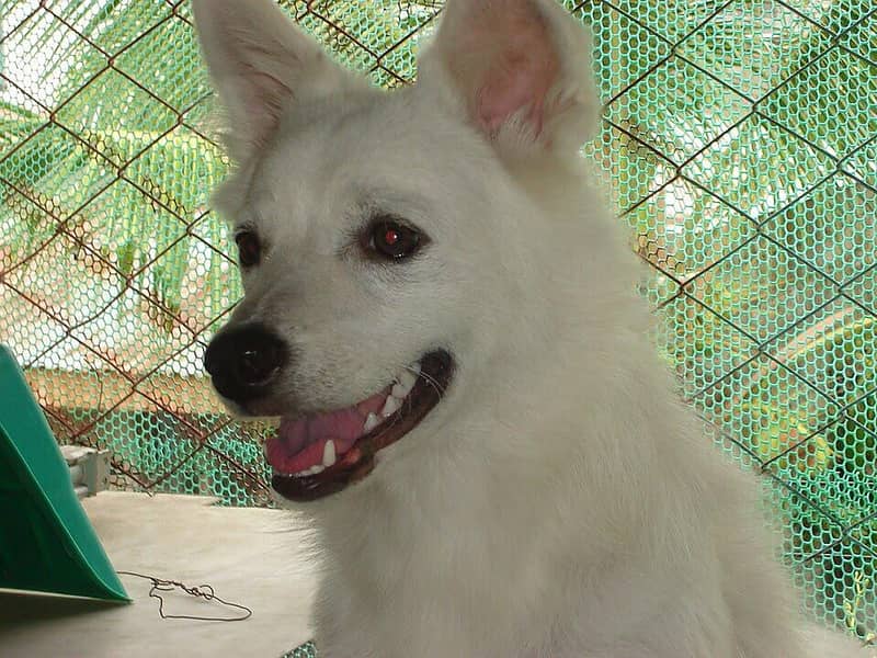 indian Spitz for sale 1
