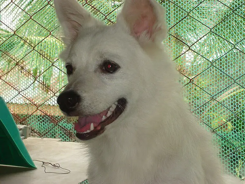 indian Spitz for sale — photo 2