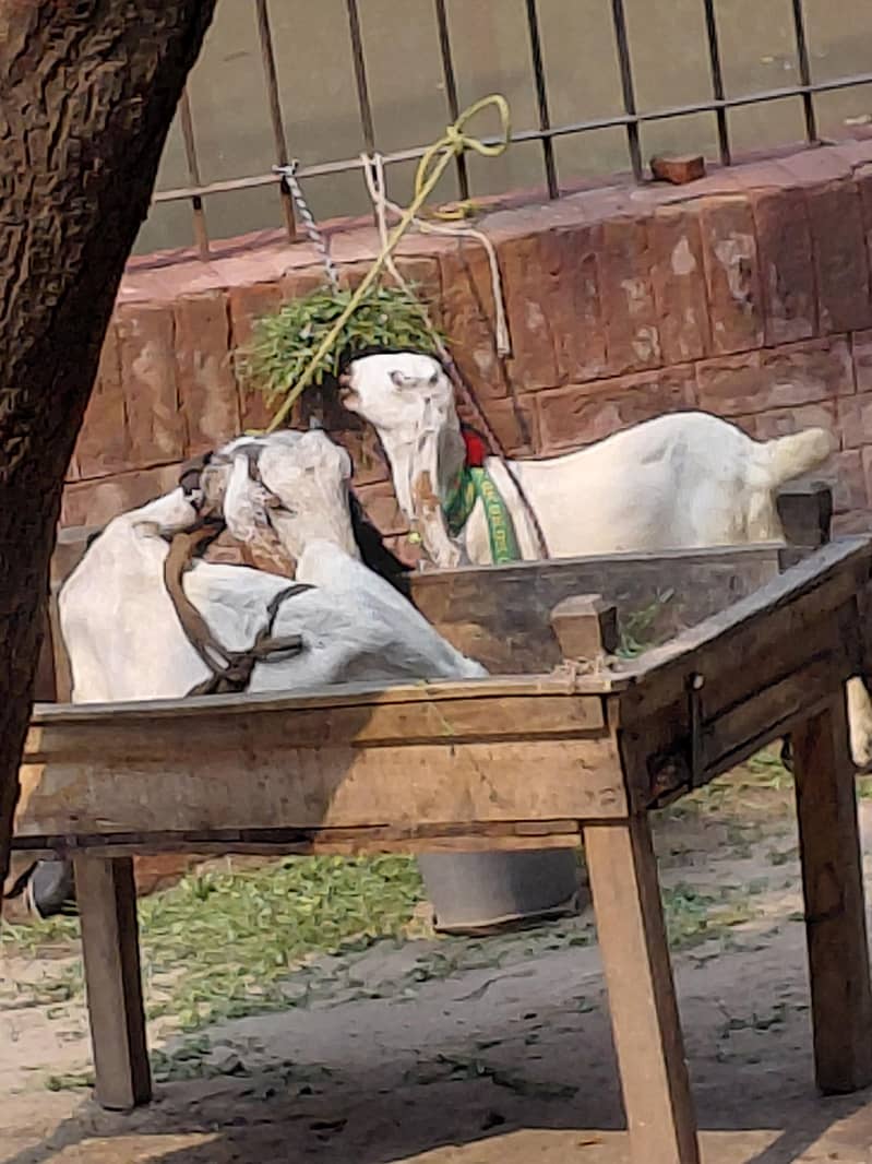 bakre ka sath 1 bakra 0