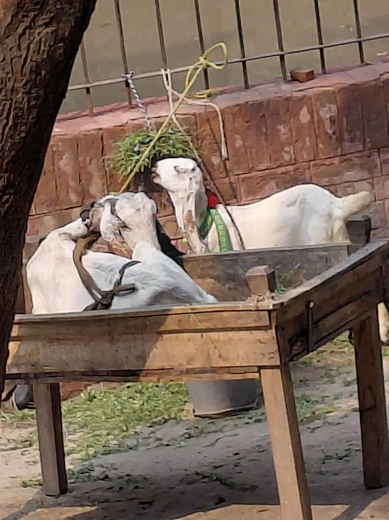 bakre ka sath 1 bakra