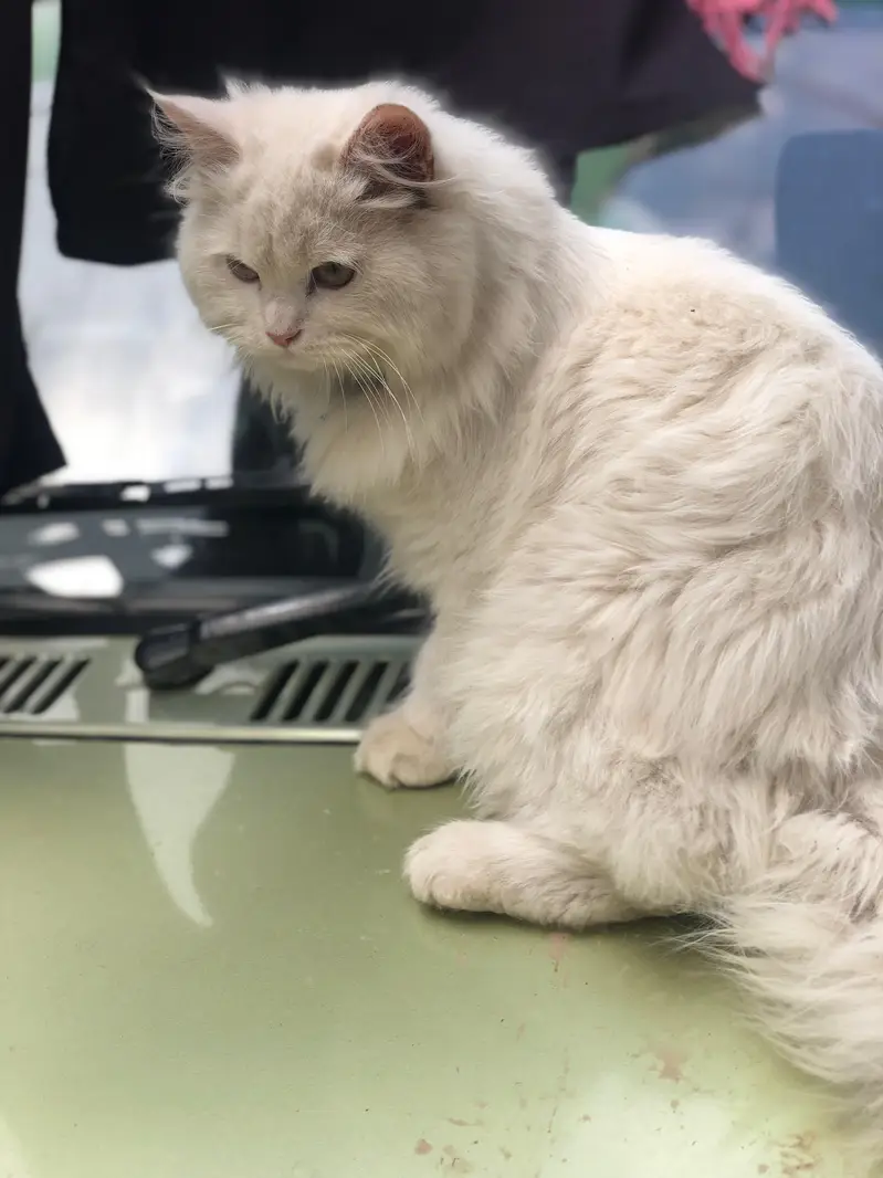 persion male cat ha — photo 2