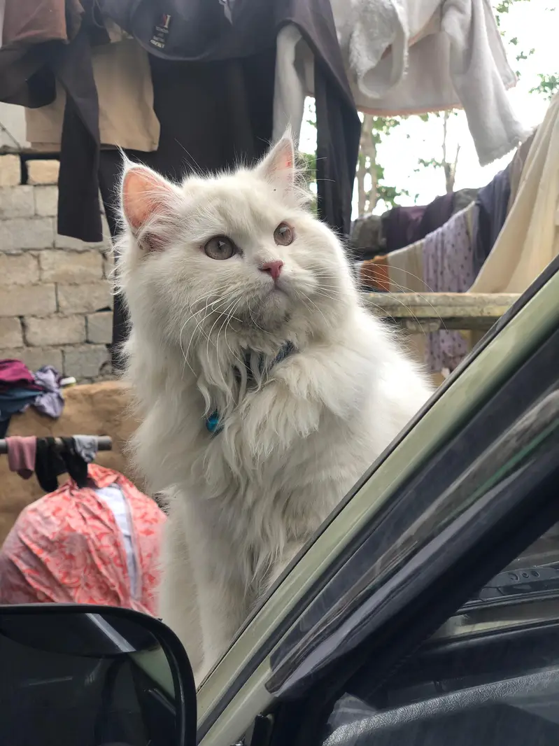 persion male cat ha — photo 3