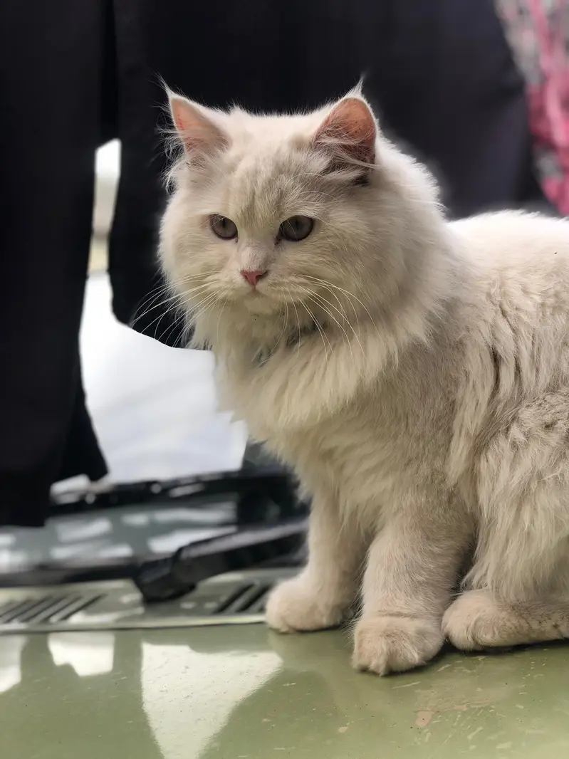 persion male cat ha — photo 4