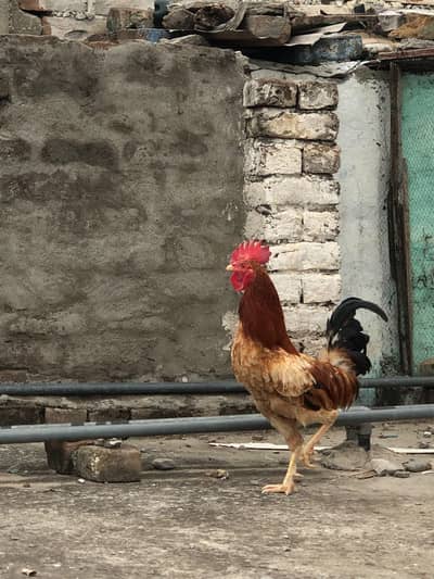 desi/murga desi/hen aseel/murgi aseel/choza aseel/hen aseel/murga